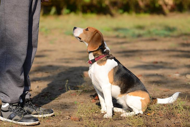 One of the best ways to Incorporate Canine Teaching Video video games Into Your Walks