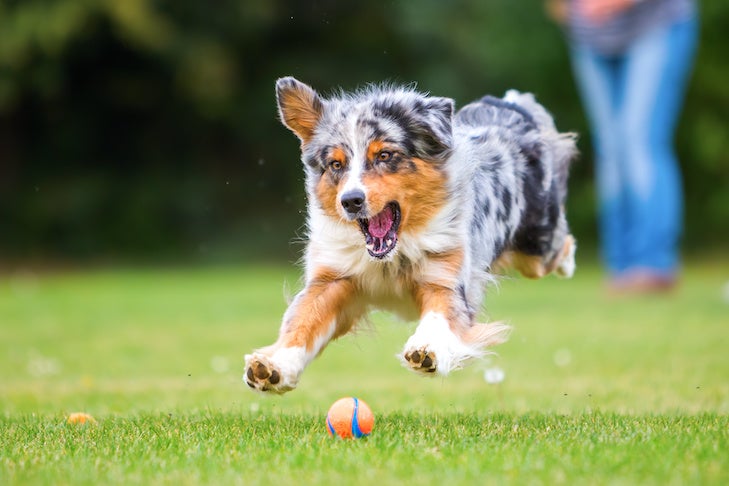 How Loads Prepare Does a Canine Need Every Day?