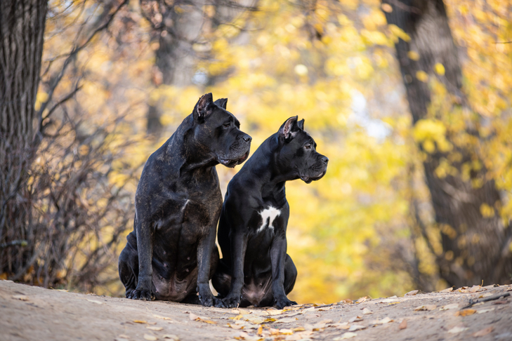 Is the Cane Corso the Correct Breed For Your Lifestyle?