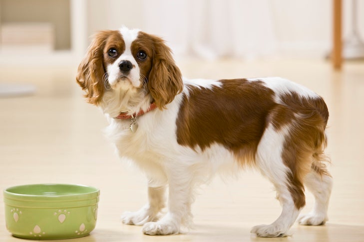 Strategies to Change Your Canine’s Routine