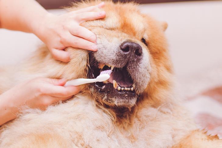 How one can Brush Your Canine’s Tooth and Why It’s So Very important