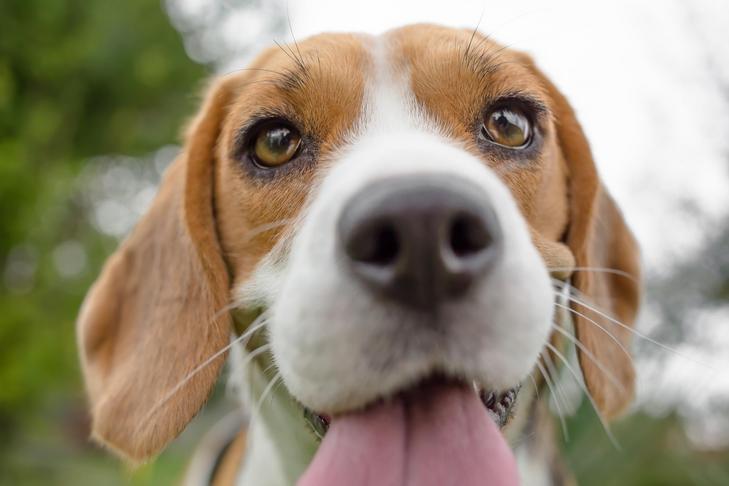 Is the Beagle the Correct Breed For Your Lifestyle? Be taught Further