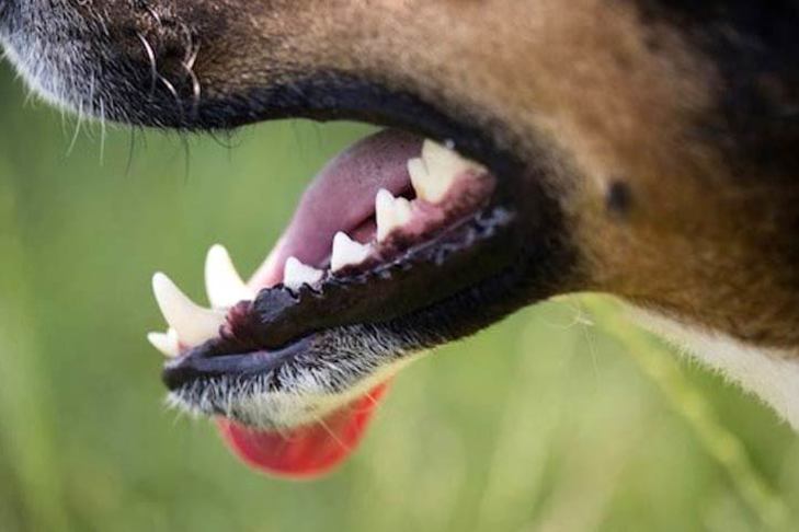 Recommendations on how you can Care for Your Canine When They Have a Unfastened Tooth