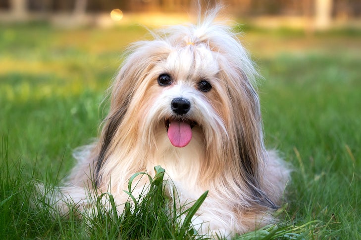 Havanese laying down in the yard.