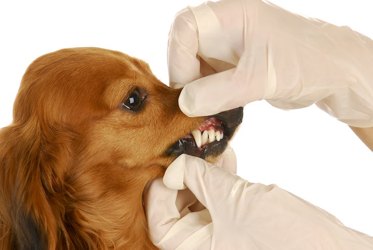 Do Small Canine Have Additional Dental Points Than Large Canine?