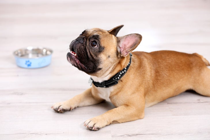 Must Your Canine Try Intermittent Fasting to Lose Weight?