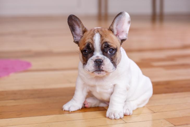 Is the French Bulldog the Correct Canine Breed For You?