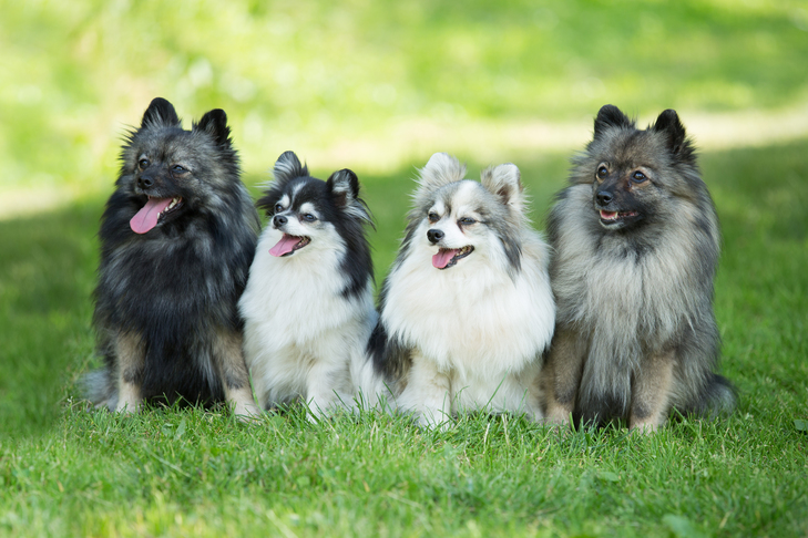 Info In regards to the German Spitz That You May Not Know