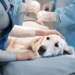 Lymphedema in Canine: Indicators, Indicators, Treatment