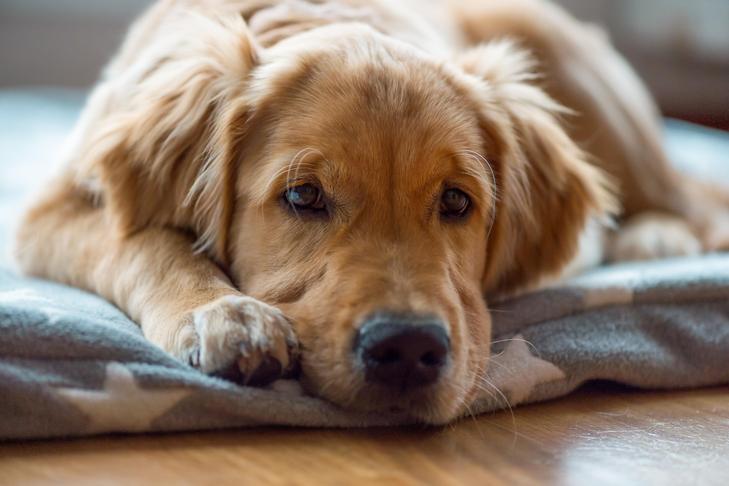 What Must You Do if Your Canine Ate a Dryer Sheet?