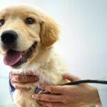 Lead Poisoning in Canines: Indicators, Indicators, Therapies