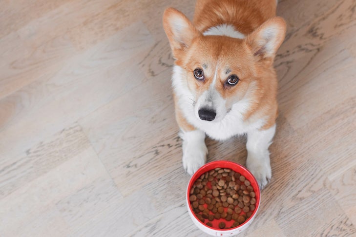 Simple strategies to Know What’s Correct for Your Canine