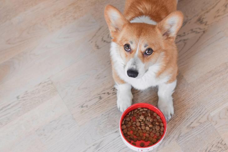 Can Canine Eat Parsley? Varieties That Are Okay to Devour