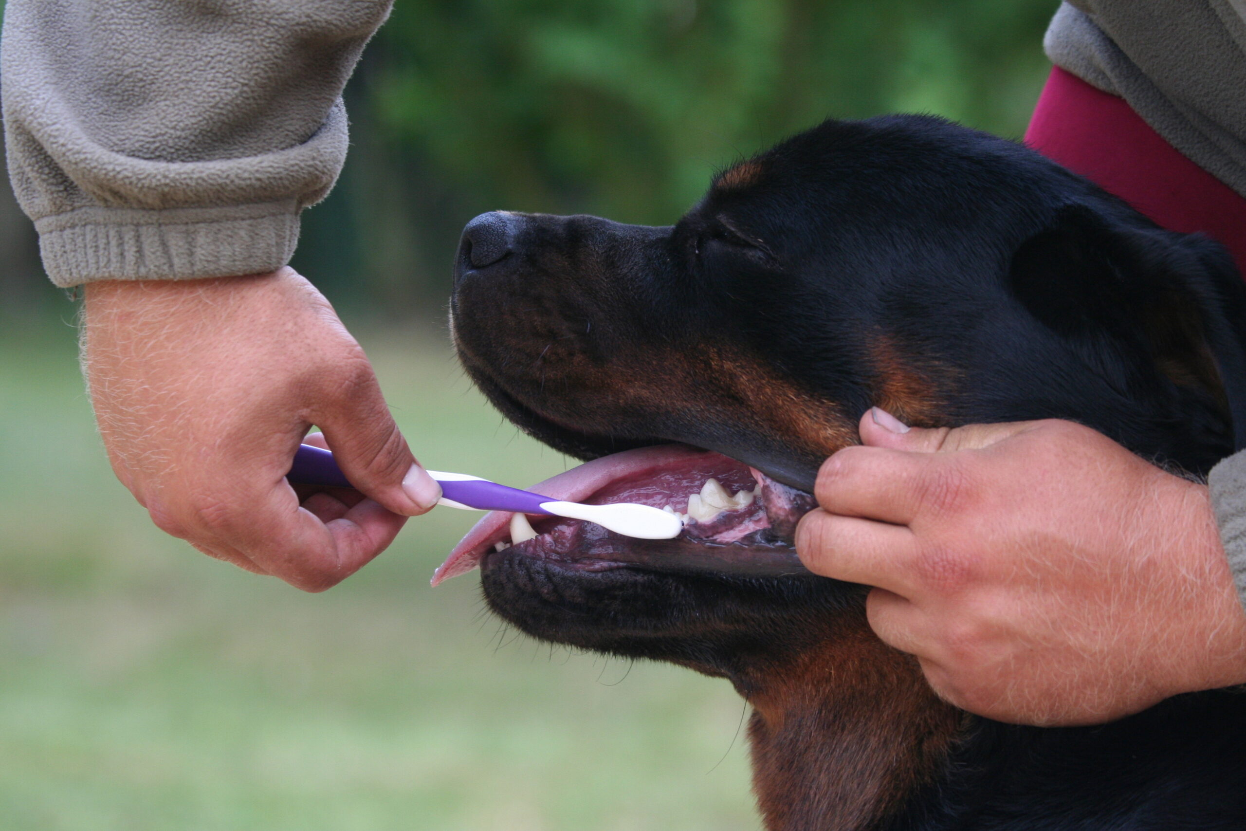 Why Does My Canine’s Breath Stink? Potential Causes for Harmful Breath