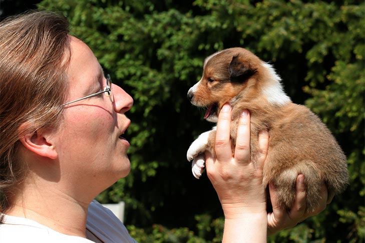 Canine Might Be Ready to Understand the Which means of Phrases