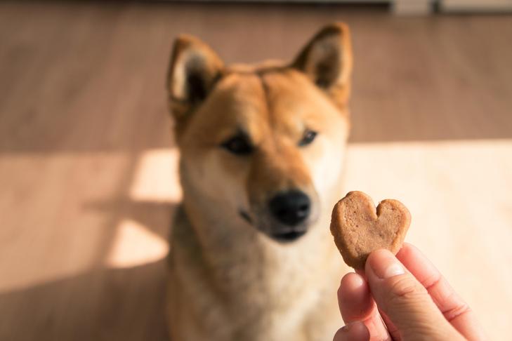 Can Canines Talk about With Buttons? Using Soundboards to Discuss