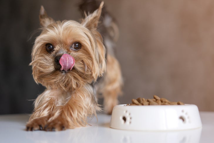 Choose the Healthiest Dry Canine Meals for Your Canine