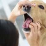 Helpful Concepts for Defending Your Canine’s Enamel Clear and Healthful