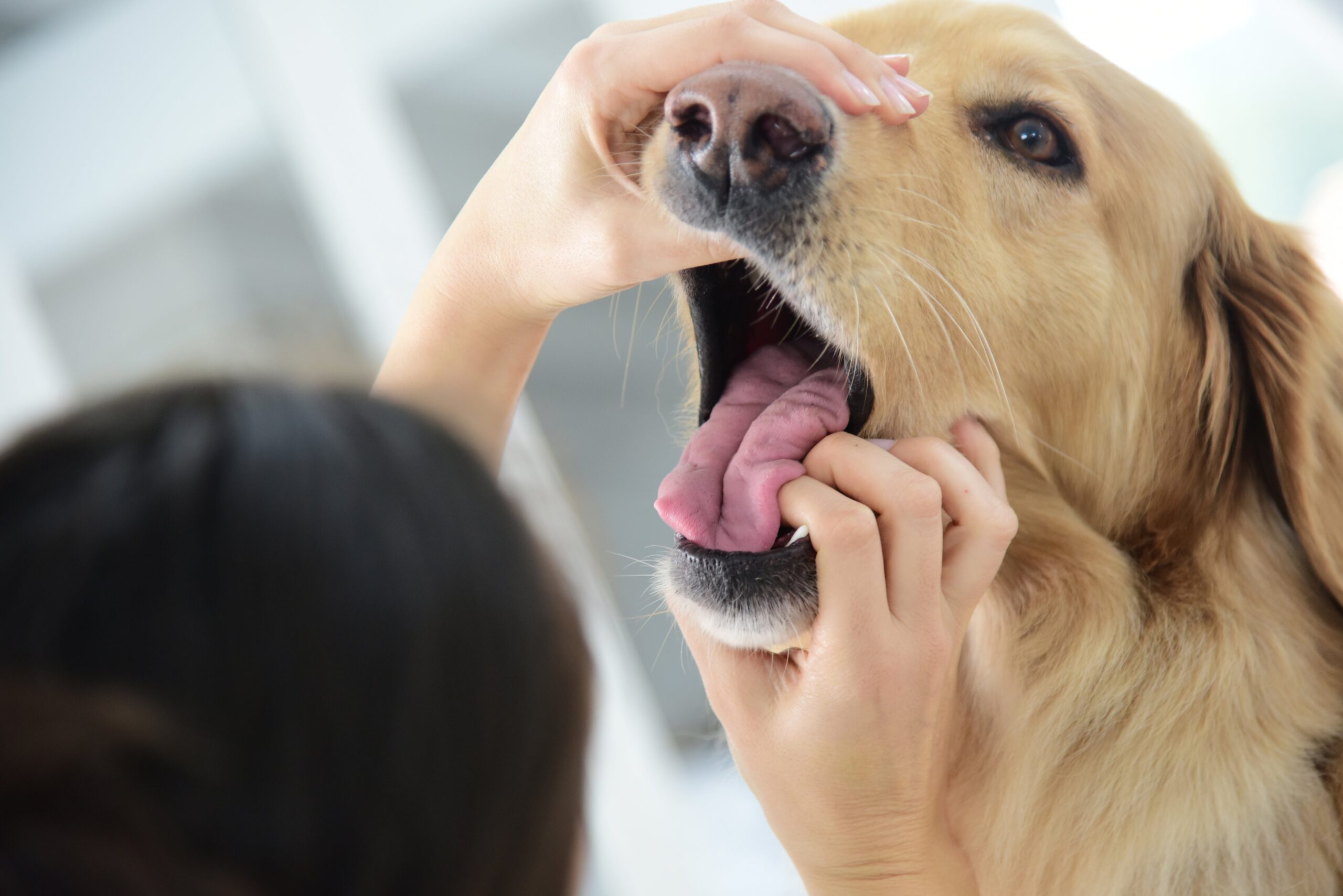 Helpful Concepts for Defending Your Canine’s Enamel Clear and Healthful